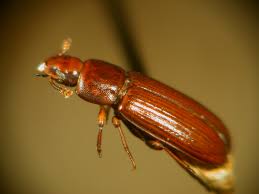 Flour beetles Flour beetles