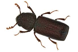 Grain borers Grain borers